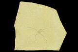 Jurassic Brittle Star (Sinosura) Fossil - Solnhofen #132501-1